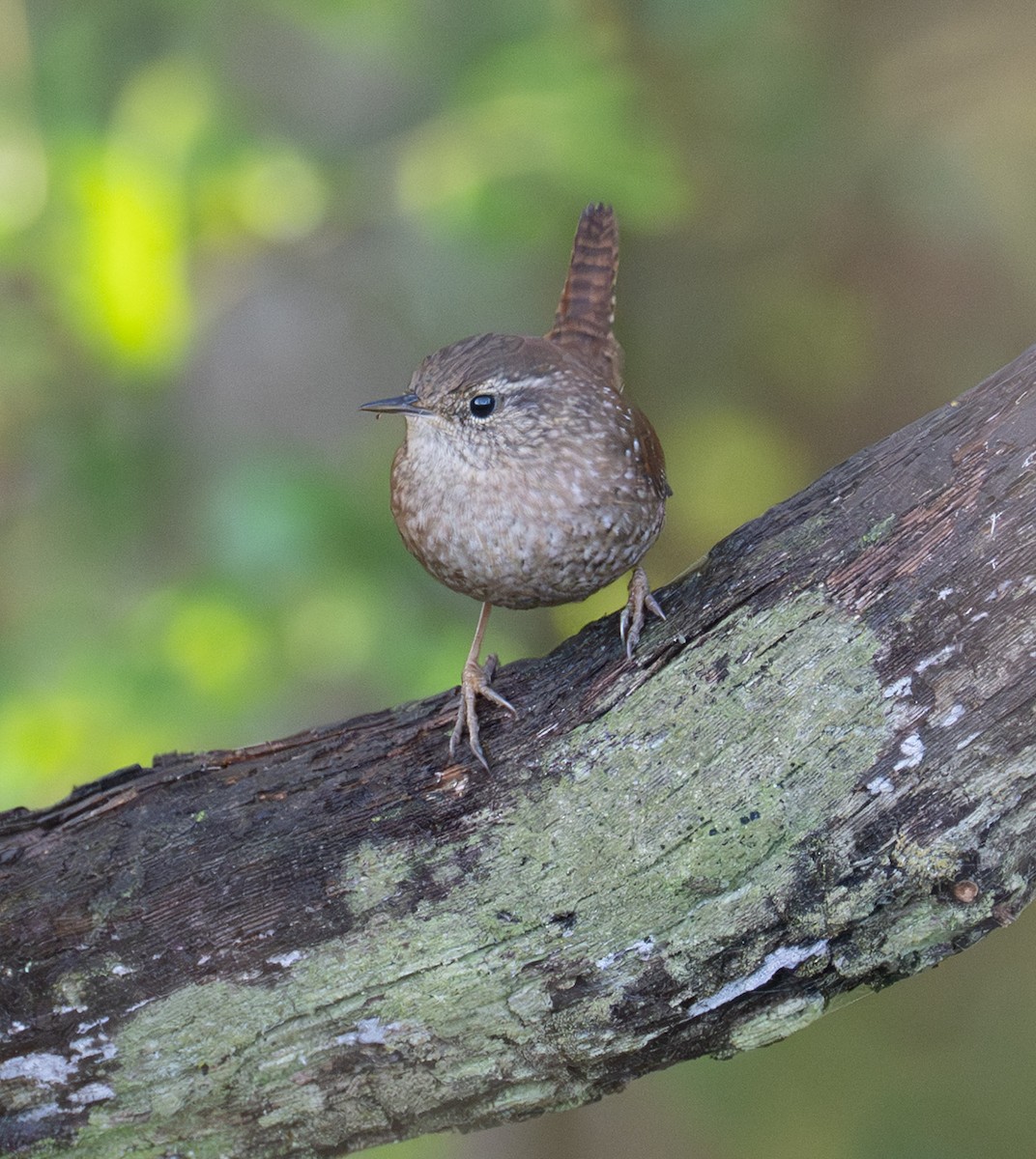 Winter Wren - ML644872430