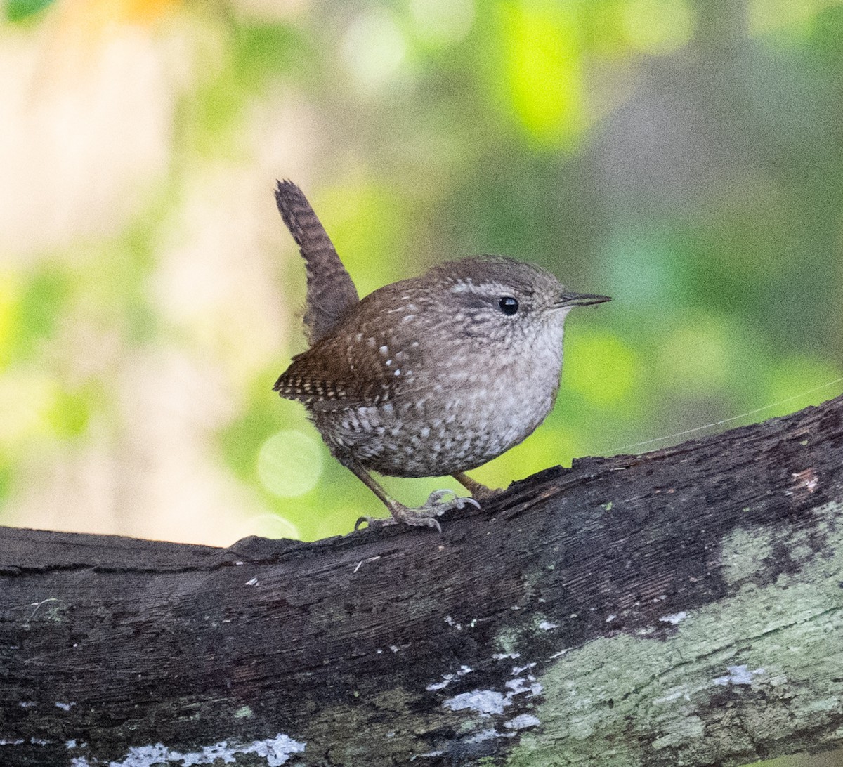 Winter Wren - ML644872431
