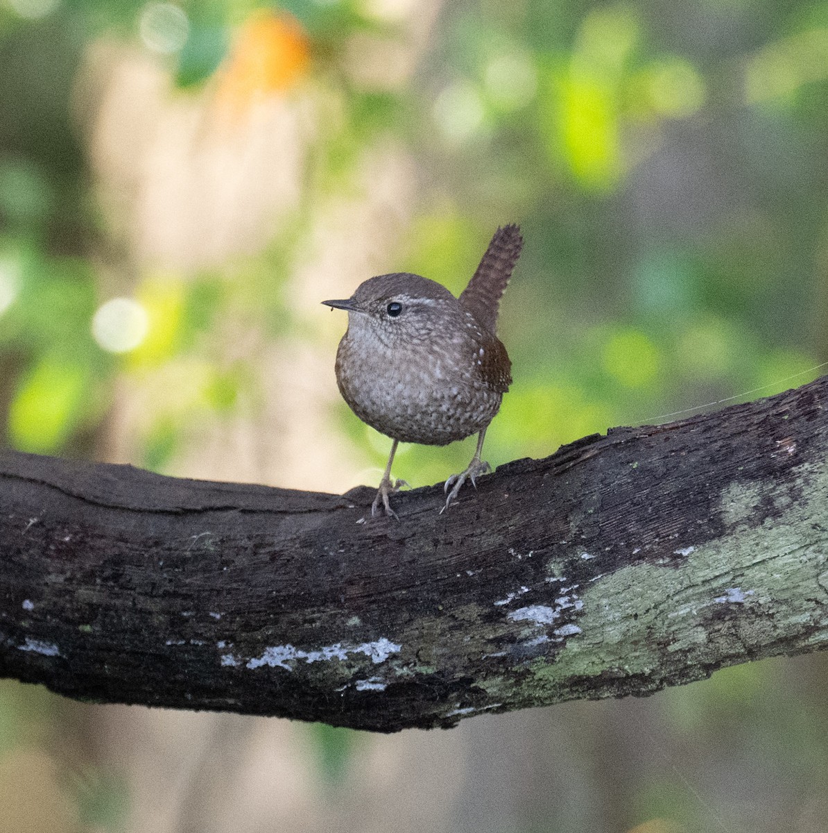 Winter Wren - ML644872432