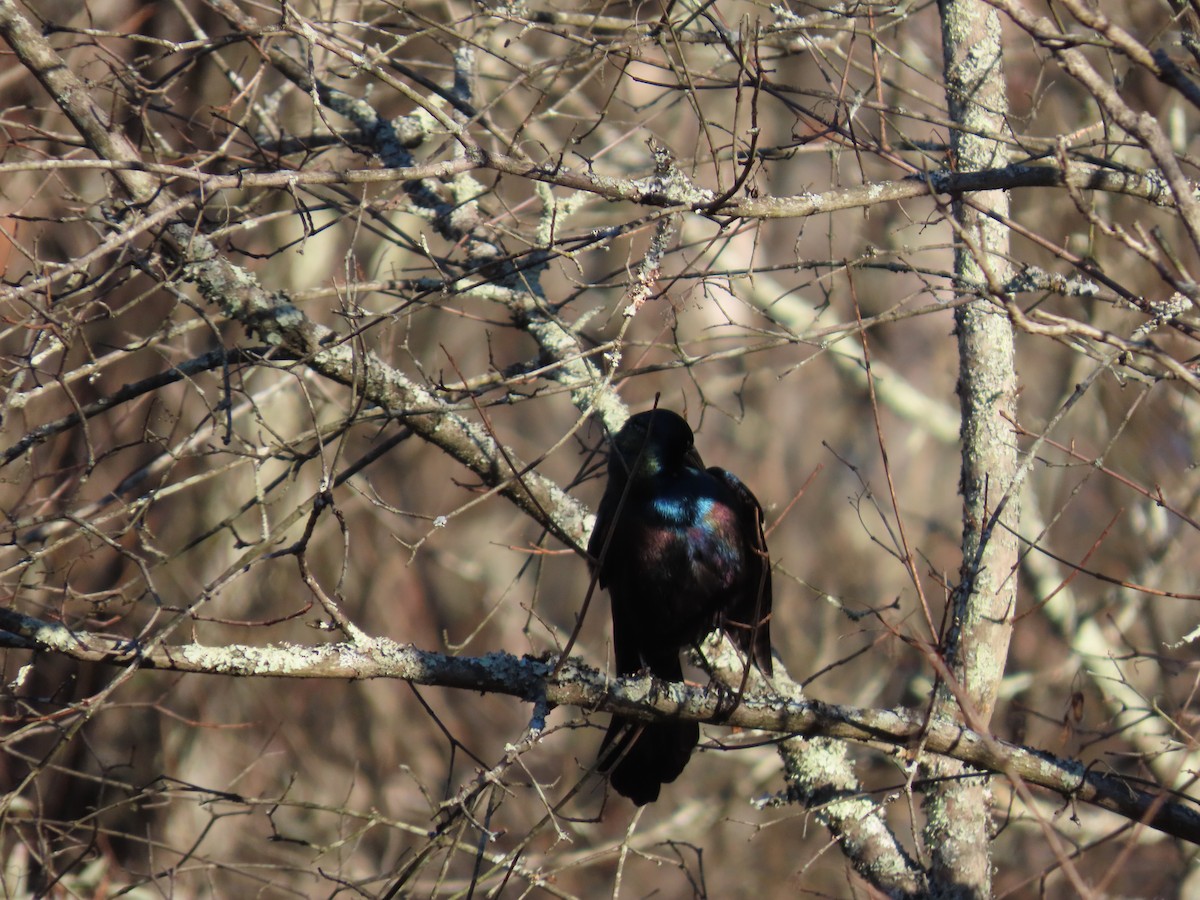 Purpurgrackel - ML644872433