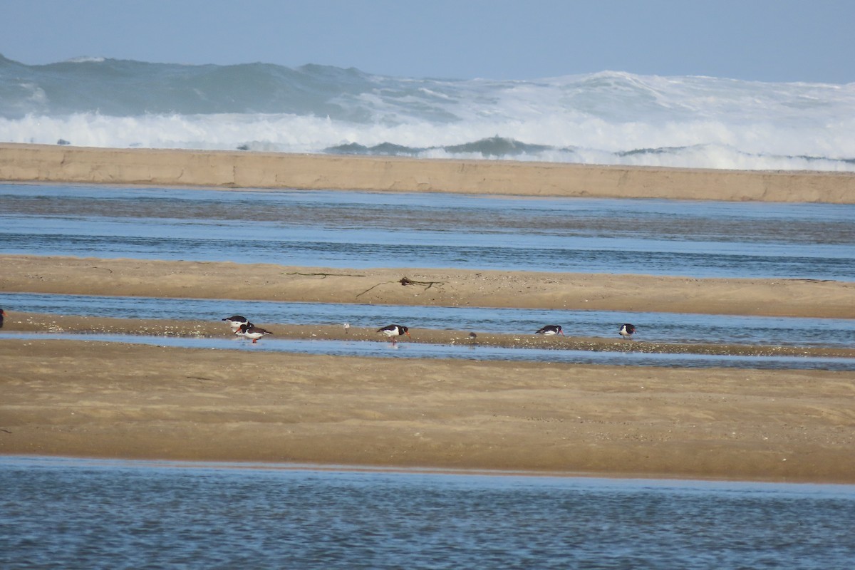 Eurasian Oystercatcher - ML644872434