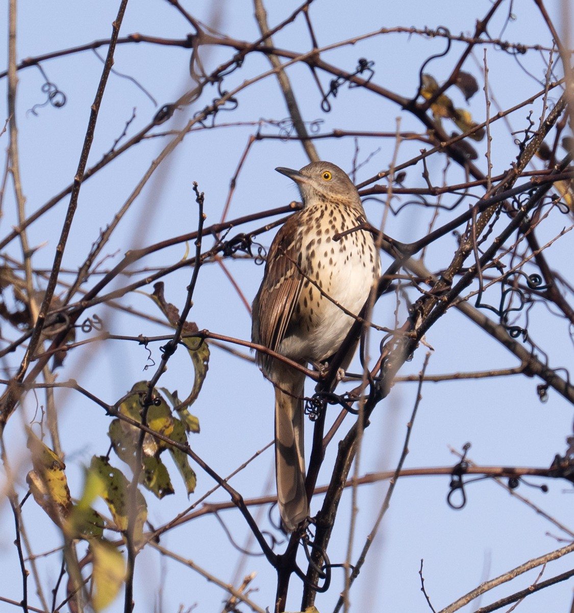 Kahverengi Çöpçü - ML644872453