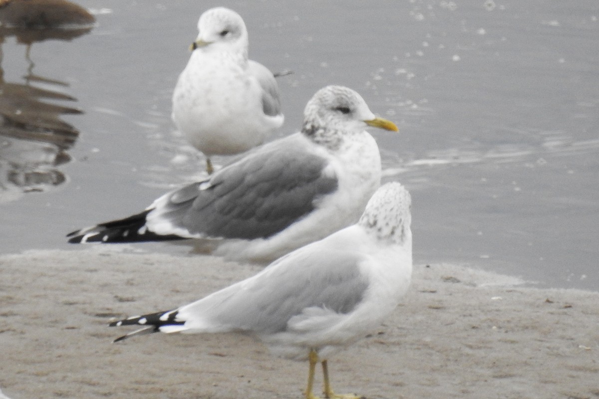 Common Gull (Kamchatka) - ML644872454