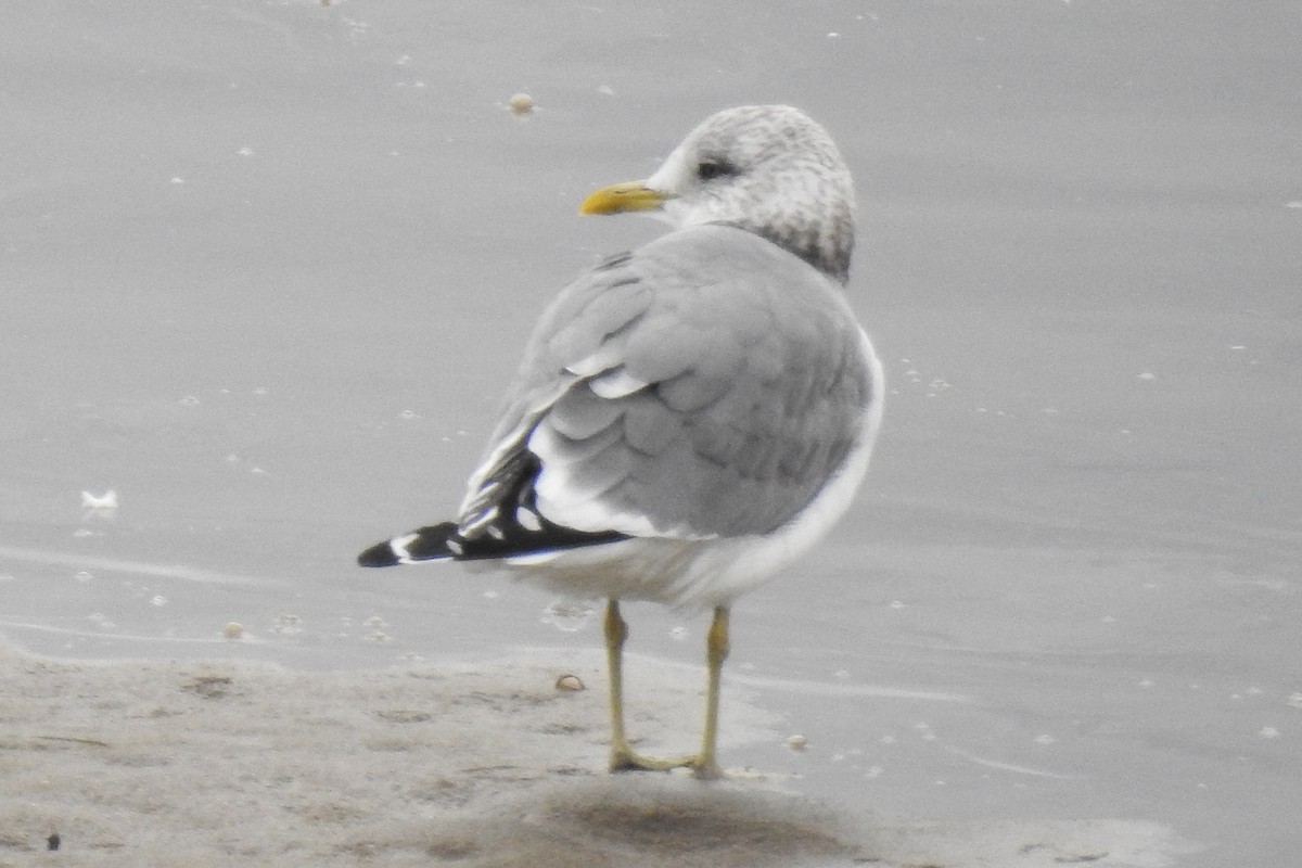 Common Gull (Kamchatka) - ML644872455