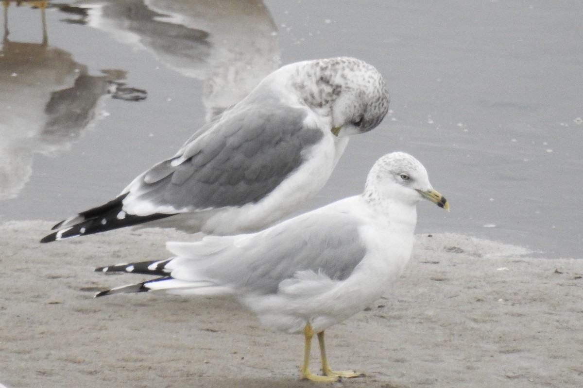 Common Gull (Kamchatka) - ML644872456