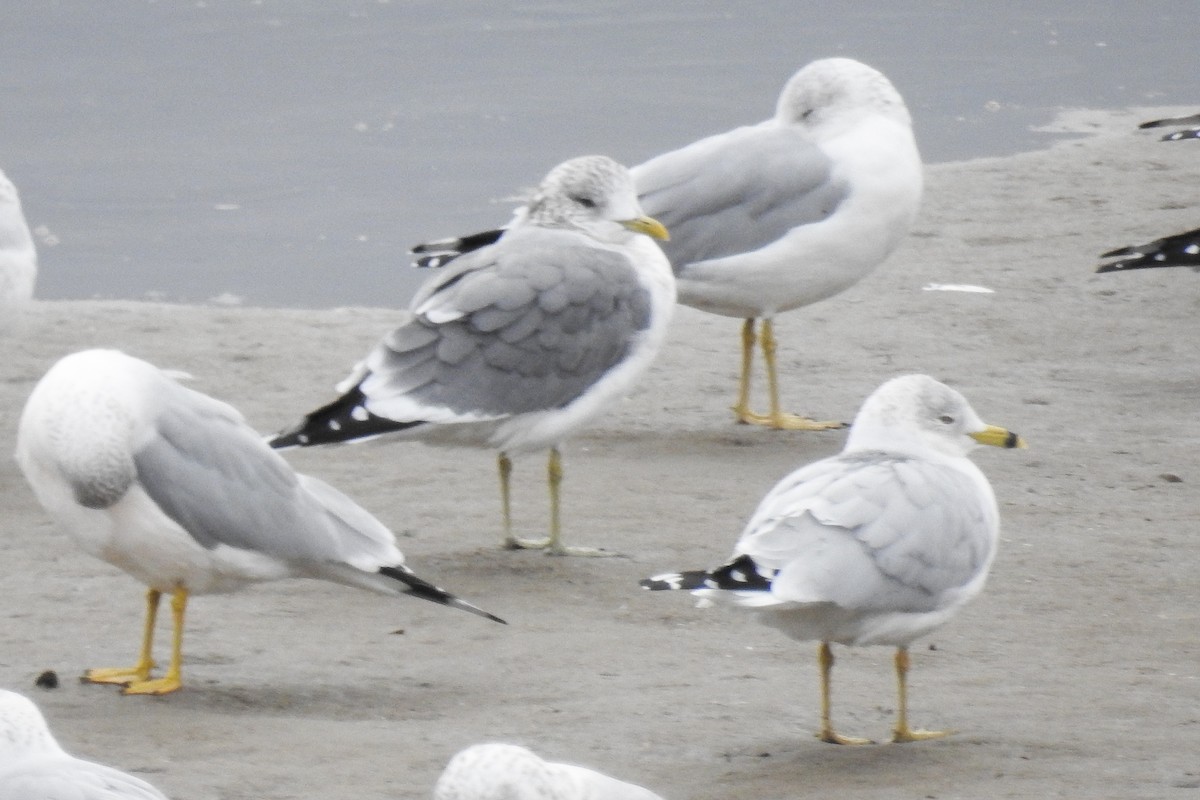 Common Gull (Kamchatka) - ML644872458