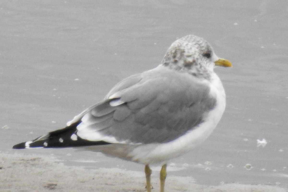 Common Gull (Kamchatka) - ML644872459