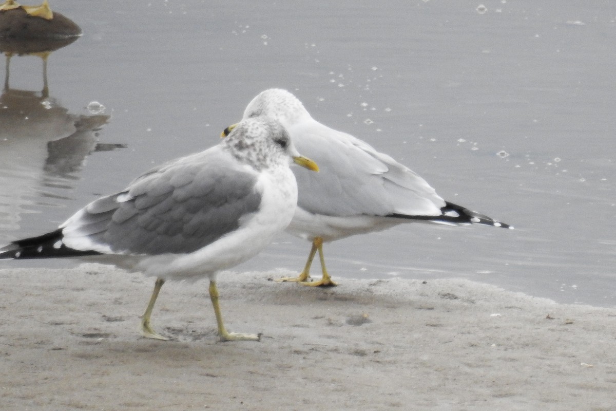 Common Gull (Kamchatka) - ML644872460
