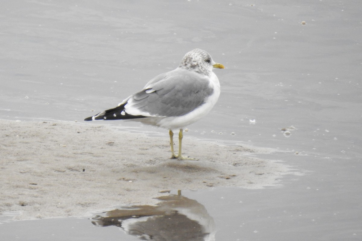 Common Gull (Kamchatka) - ML644872463