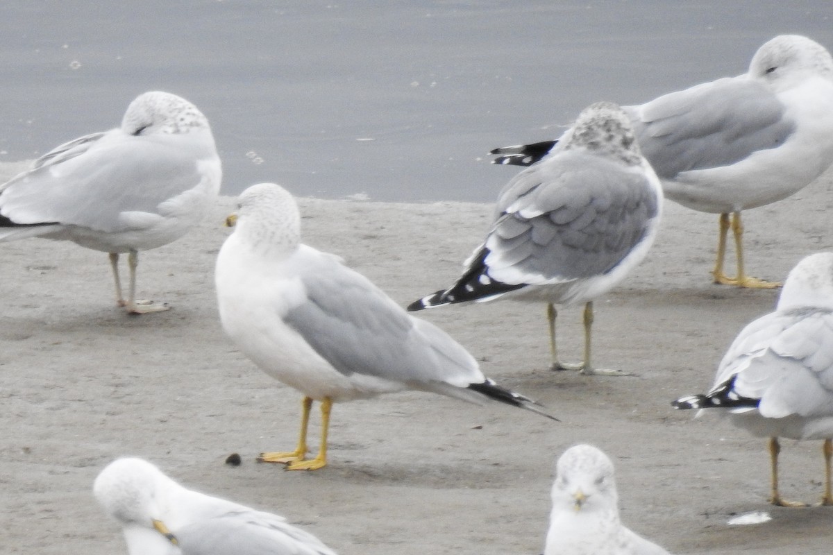 Common Gull (Kamchatka) - ML644872464