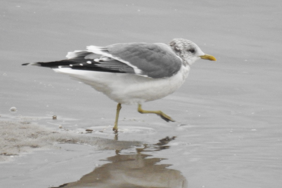 Common Gull (Kamchatka) - ML644872465