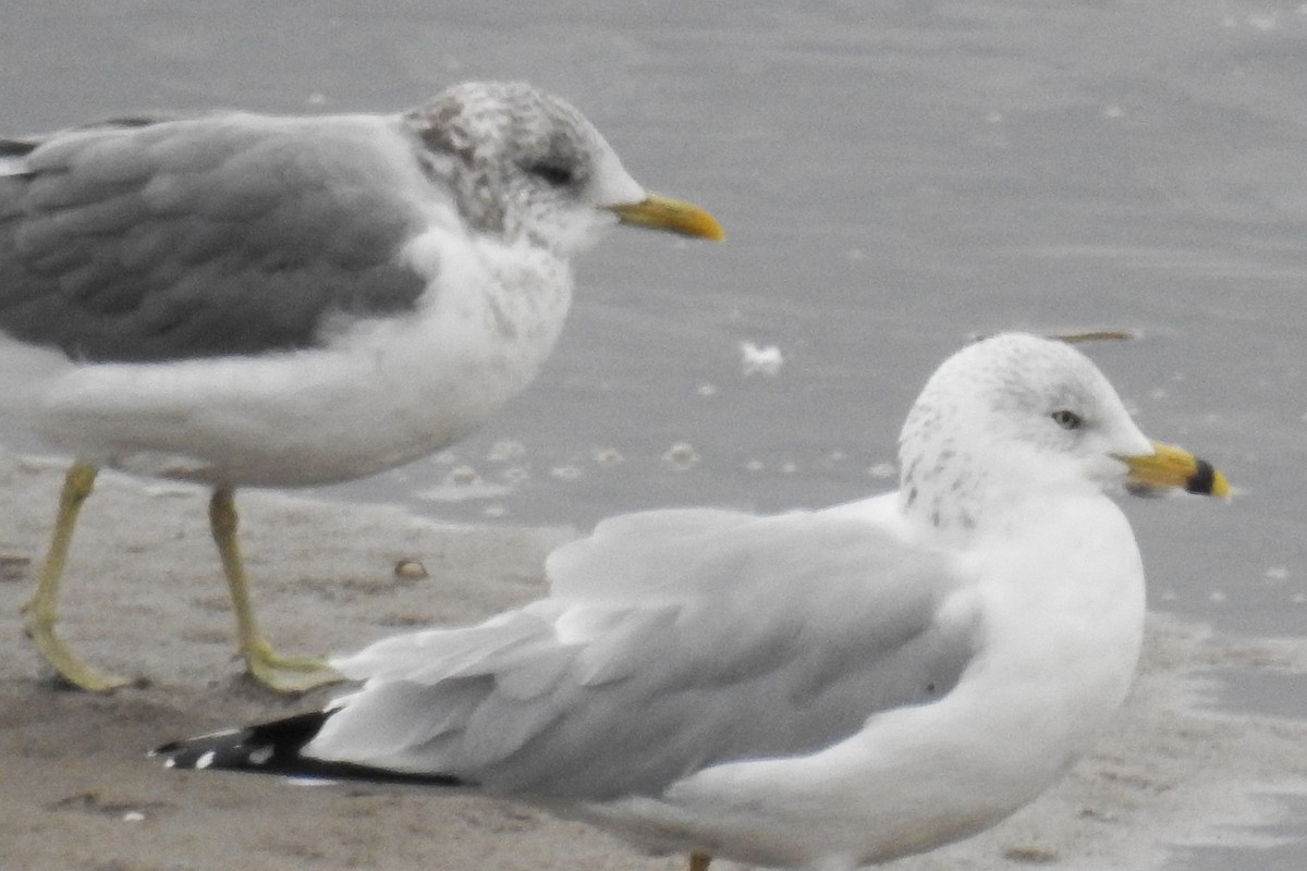Common Gull (Kamchatka) - ML644872466