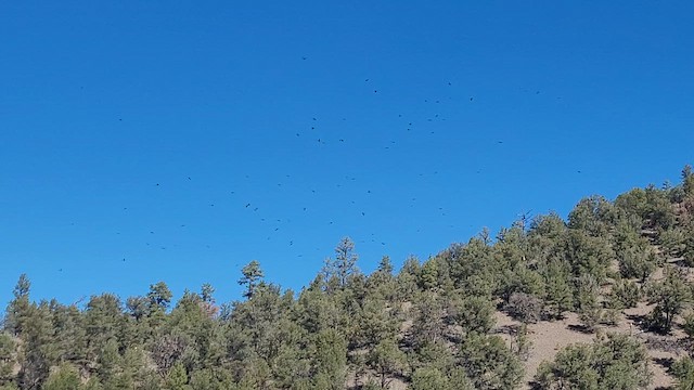 krkavec velký - ML644872468