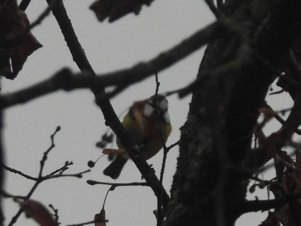 Herrerillo Común - ML644872475