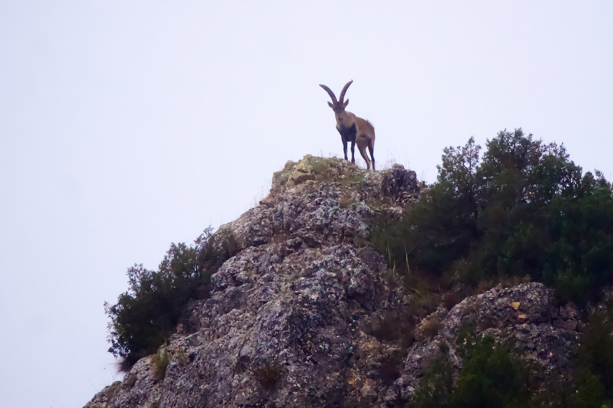 Iberian Ibex - ML644872477