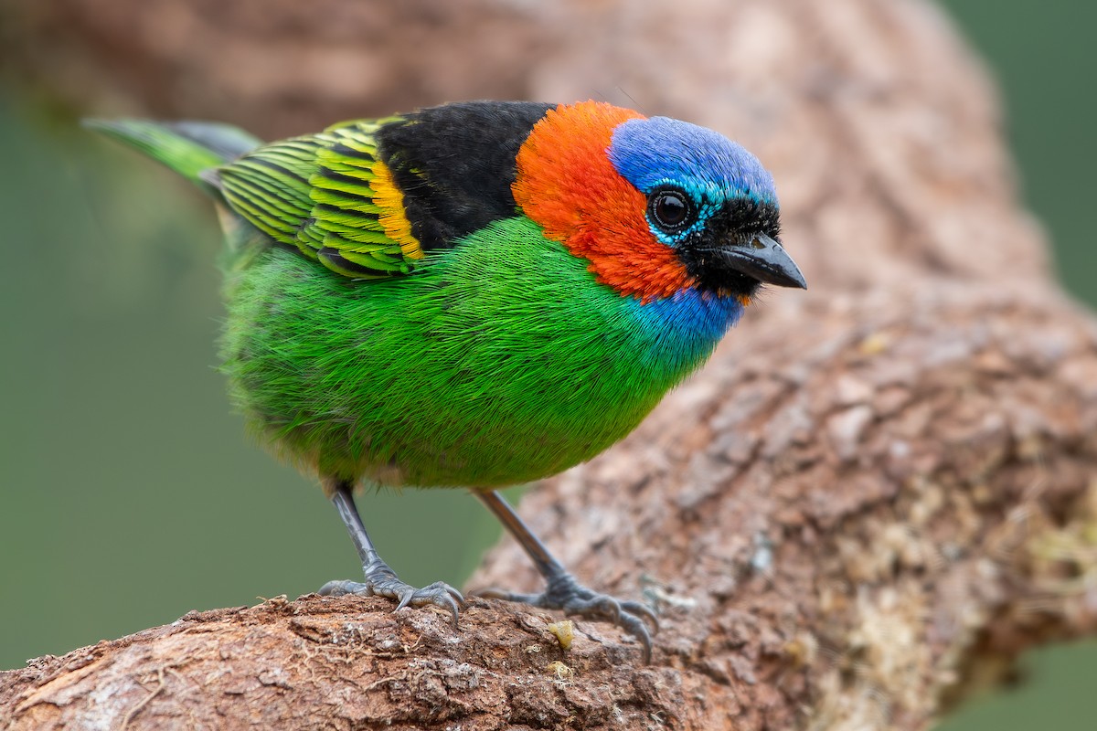 Red-necked Tanager - ML644872500