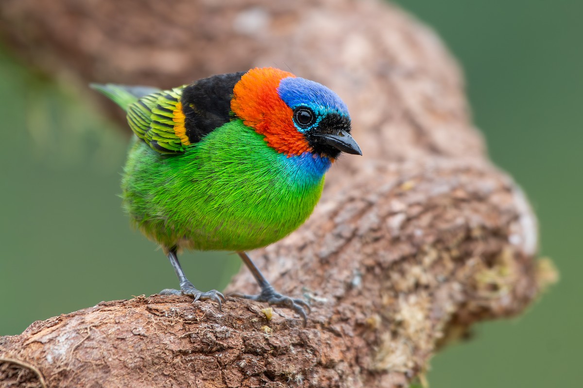 Red-necked Tanager - ML644872501