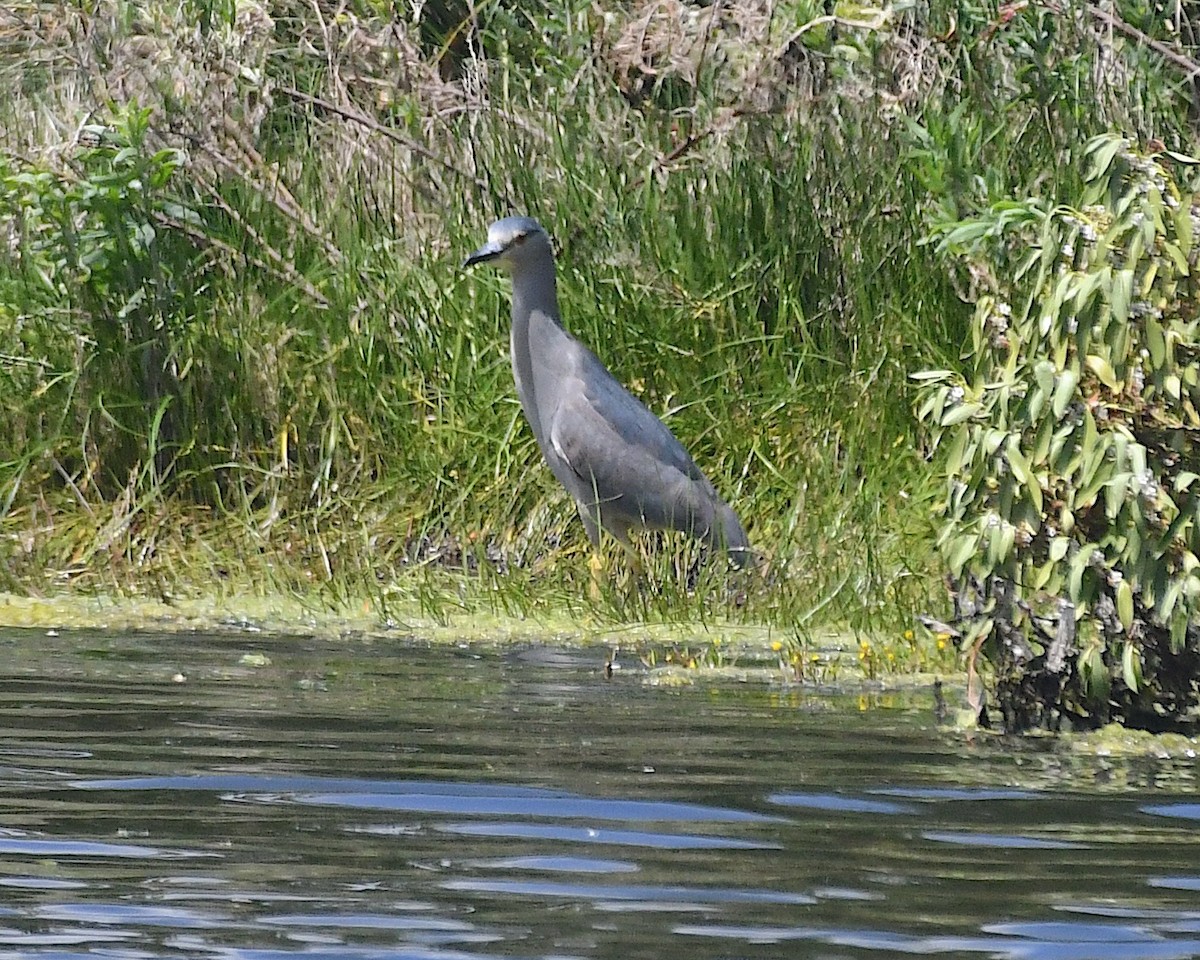 natthegre - ML644872511