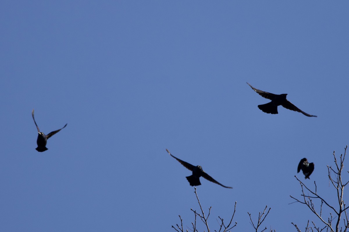 Purpurgrackel - ML644872517