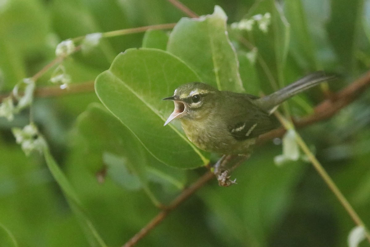 Plumbeous Warbler - ML644872518