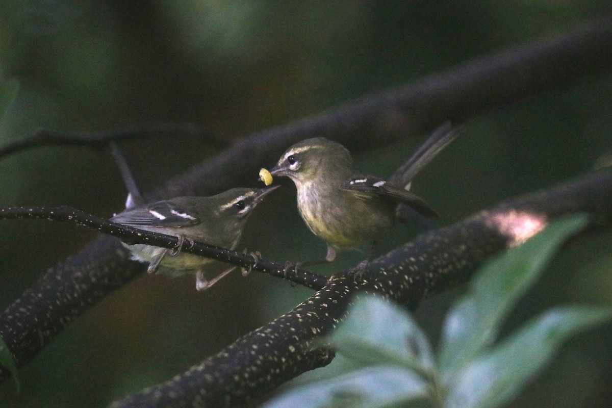Plumbeous Warbler - ML644872519