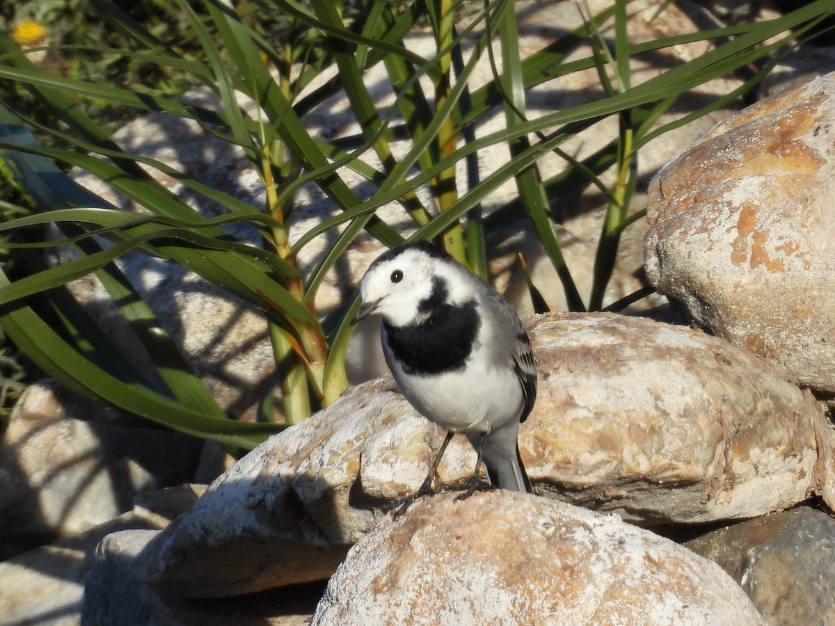 White Wagtail - ML644872520