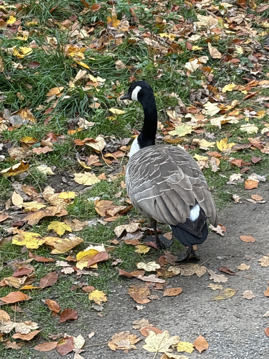 Канад галуу - ML644872527
