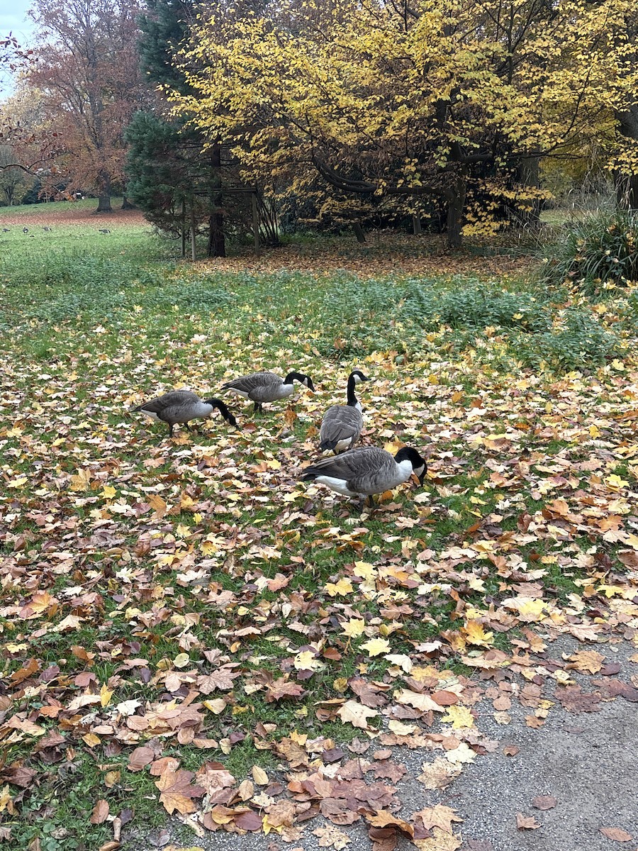 Канад галуу - ML644872528