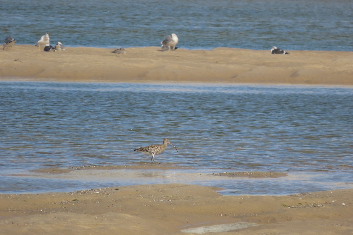 Eurasian Curlew - ML644872540