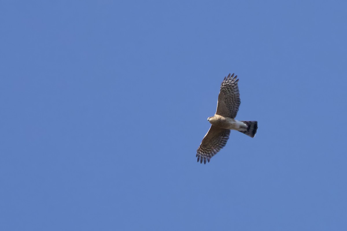 Cooper's Hawk - ML644872554