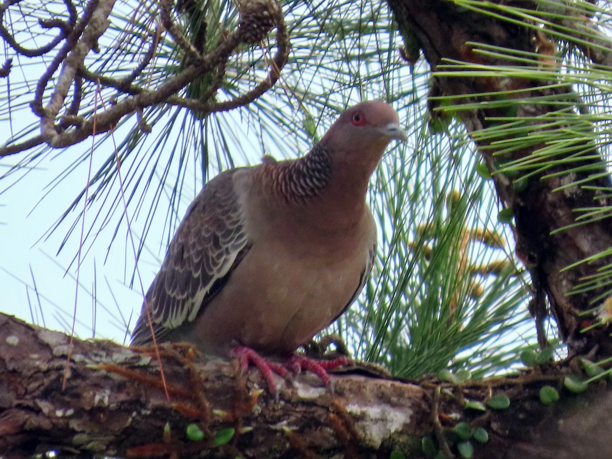 アカメバト - ML644872563