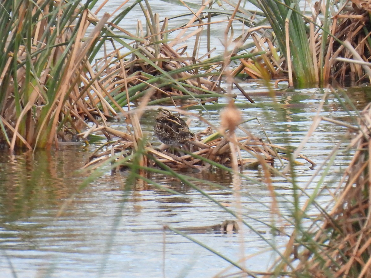 Common Snipe - ML644872579