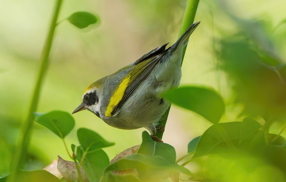 キンバネアメリカムシクイ - ML644872586