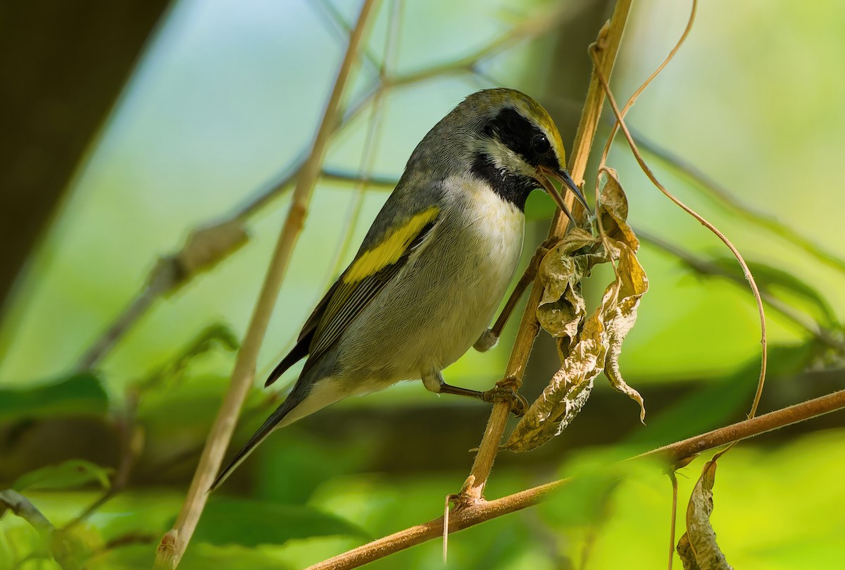 キンバネアメリカムシクイ - ML644872587