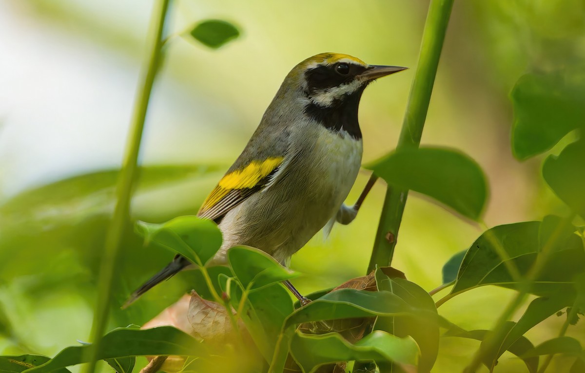 キンバネアメリカムシクイ - ML644872588