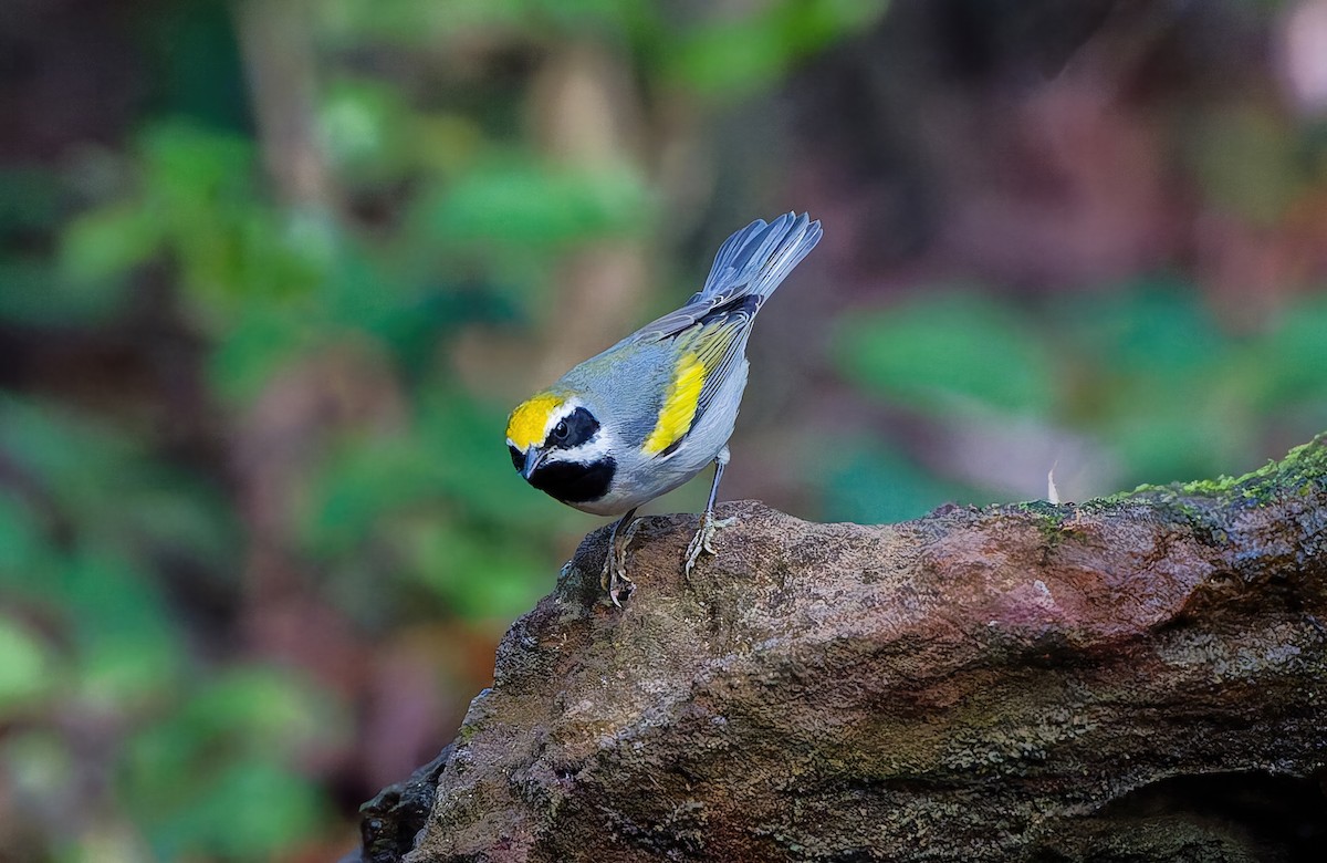 キンバネアメリカムシクイ - ML644872589