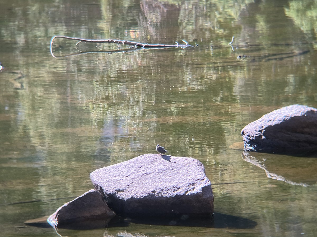 Ur-zozo iparramerikarra - ML644872590