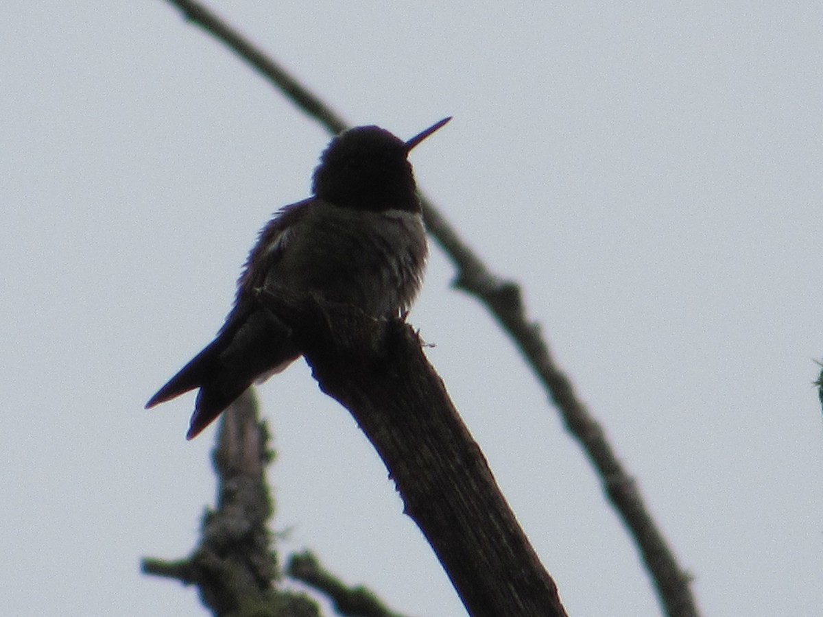 Ruby-throated Hummingbird - ML644872596