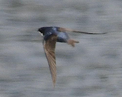 cyansvale - ML644872608