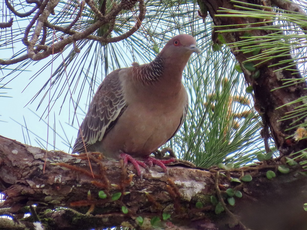 アカメバト - ML644872610