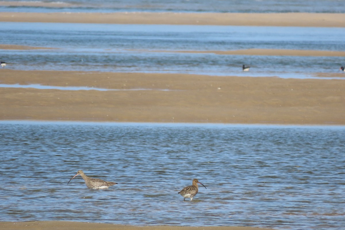 Eurasian Curlew - ML644872615