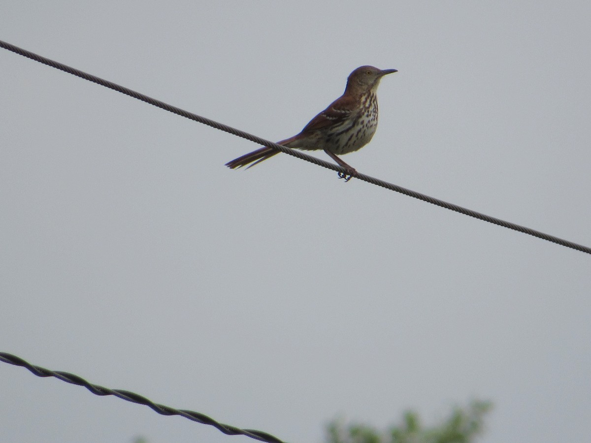 Kahverengi Çöpçü - ML644872621