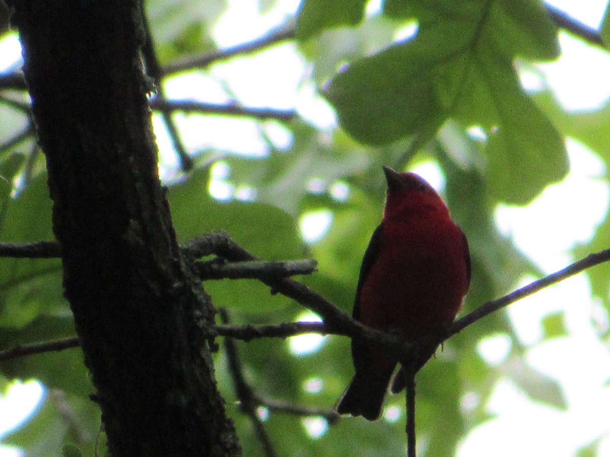 rødpiranga - ML644872642