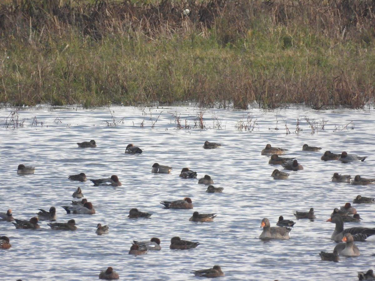 Green-winged Teal (American) - ML644872645
