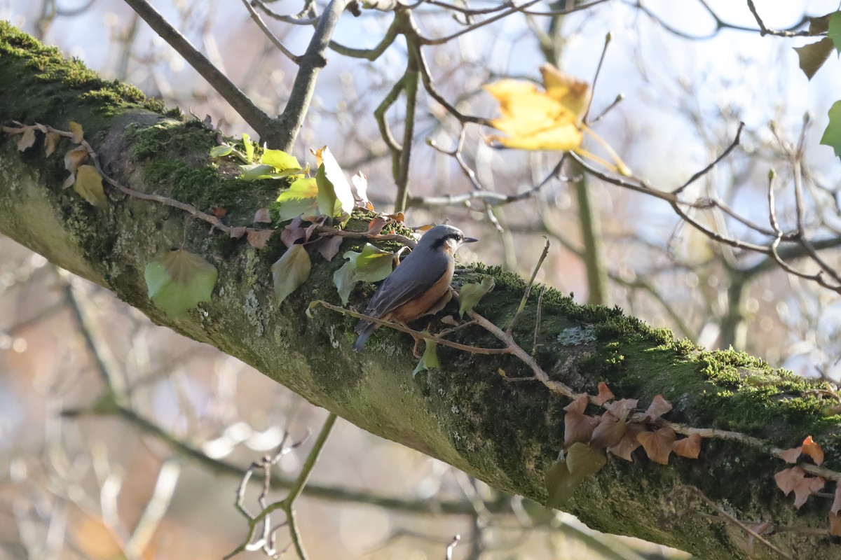 Garrapo eurasiarra - ML644872649