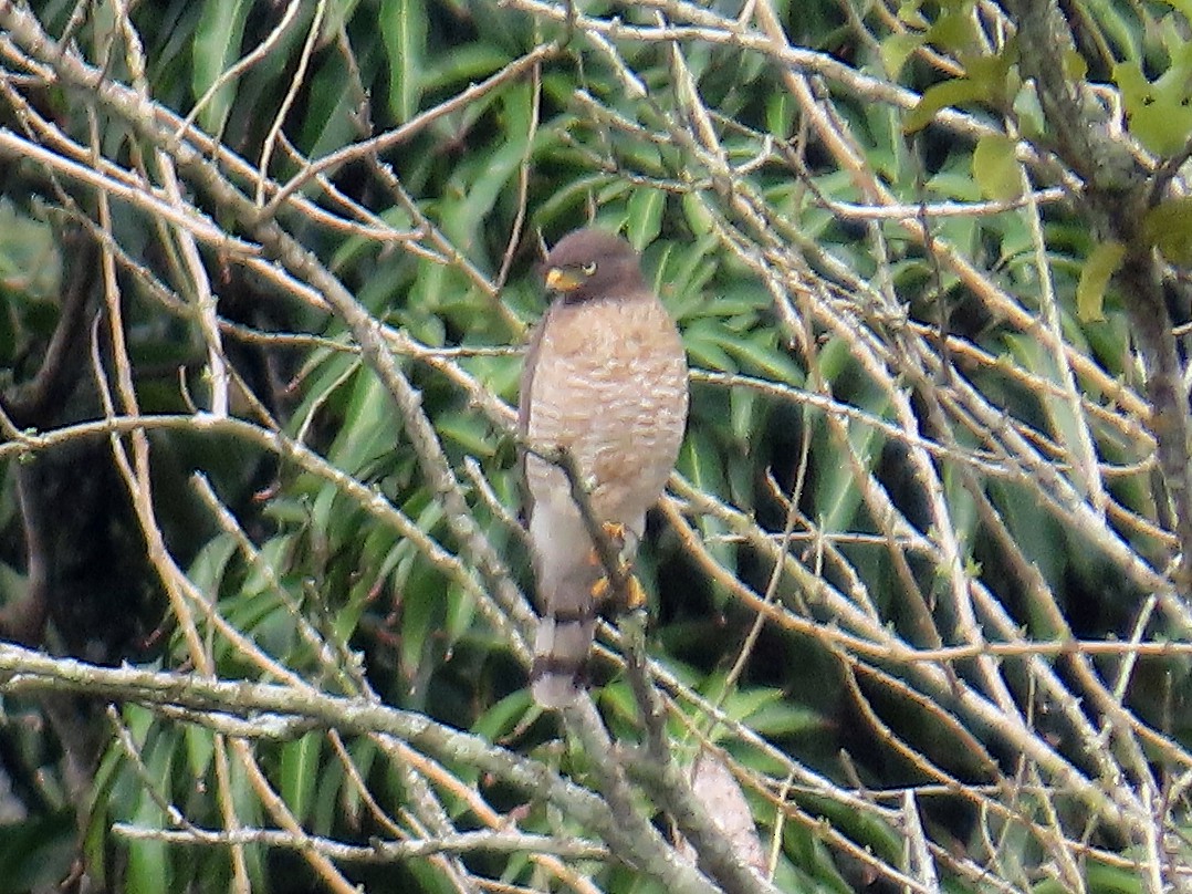 Roadside Hawk (Southern) - ML644872657