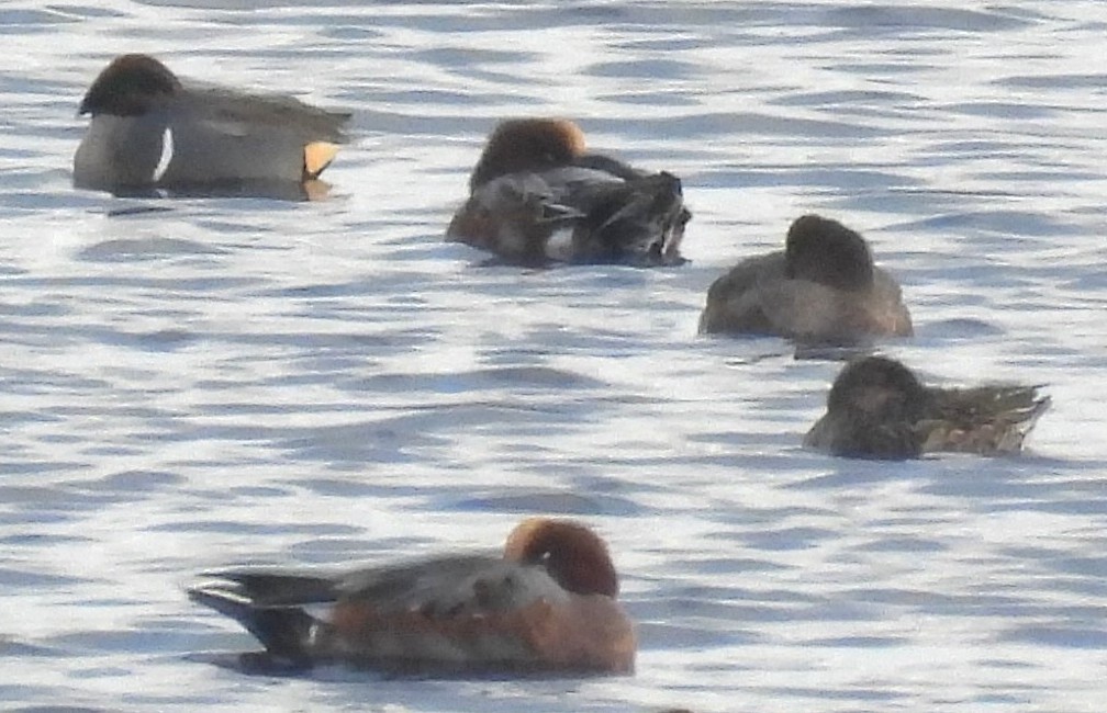 Green-winged Teal (American) - ML644872673