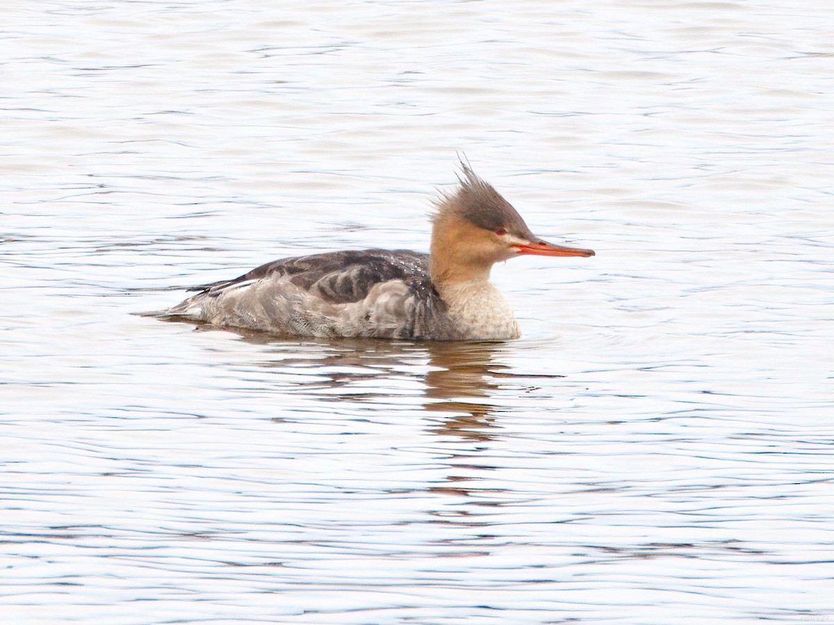 ウミアイサ - ML644872675