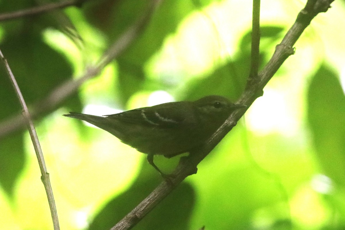 Blackpoll Warbler - ML644872679