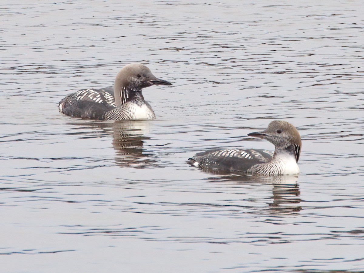 Arctic Loon - ML644872682